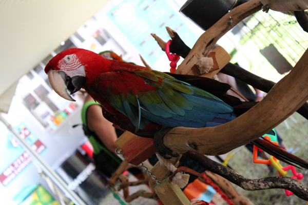 The Second Annual Mid-South Renaissance Faire